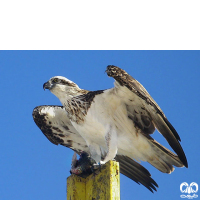 گونه عقاب ماهیگیر Osprey